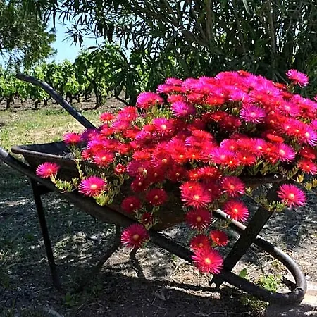 Terre Dì Montecoco 3*