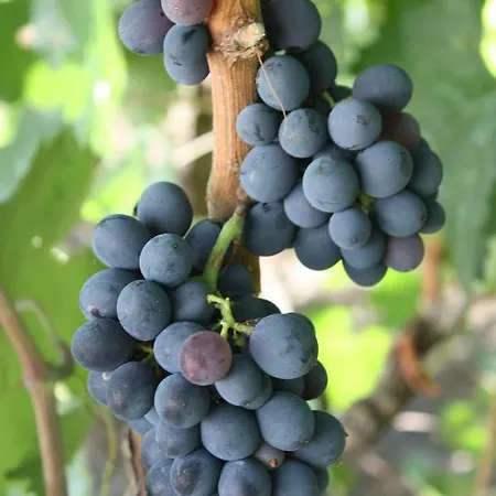 Terre Di Montecoco 3* San Pancrazio Salentino